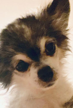 gino